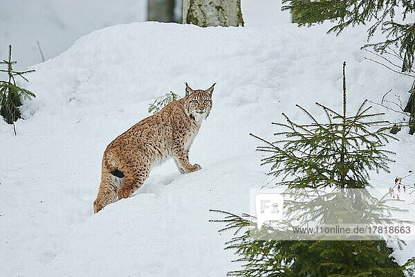 Europäischer Luchs (Lynx lynx) im Schnee  Bayerischer Wald  Bayern  Deutschland  Europa