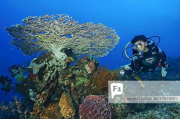 Taucherin taucht schwimmt durch Korallenriff blickt auf beleuchtet Korallenblock mit Steinkorallen (Scleractinia) Weichkorallen (Dendronephthya) Hornkorallen (Gorgonidae)