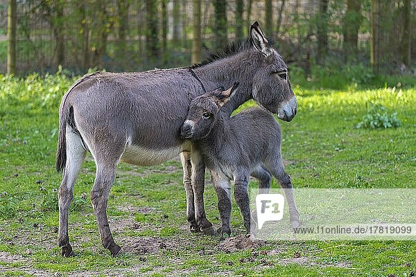 Grey Domestic Donkey  female with foal