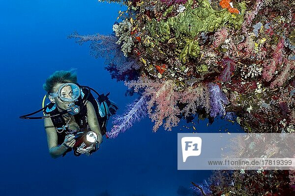 Sport diver in bikini looking at illuminated tropical coral reef with stony corals (Scleractinia) and soft corals (Dendronephthya)  Red Sea  Shaab Rumi  Port Sudan  Sudan  Africa