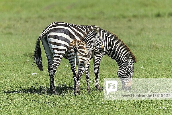 Steppenzebra (Equus quagga)  Mutter mit Jungen  Masai Mara National Reserve  Kenia  Afrika