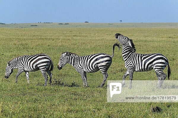 Steppenzebra (Equus quagga)  drei Tiere in einer Reihe  Masai Mara National Reserve  Kenia  Afrika