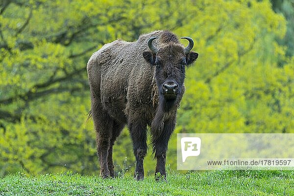 Europäischer Wisent (Bison bonasus)  Frühling  captive