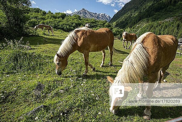 Haflinger  Pferde  Pferdekoppel im Pitztal  Tieflehn  Tirol  Österreich  Europa