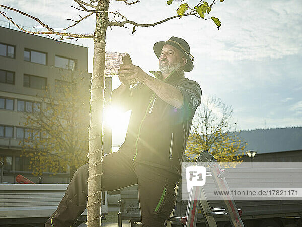 Gärtner wickelt an einem sonnigen Tag ein Schutztuch um den gepflanzten Baum