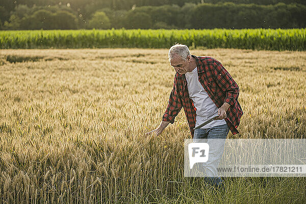 Farmer with tablet PC examining wheat crop