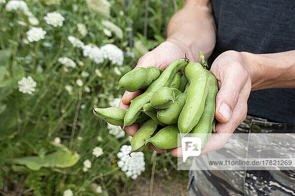 Hands of man holding bunch of homegrown bush beans