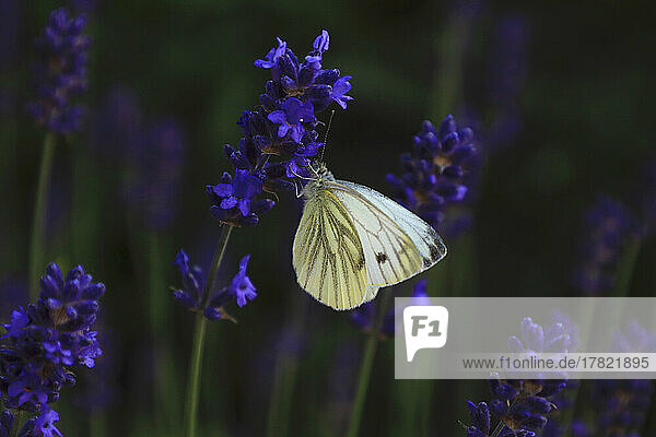 White butterfly perching on blooming lavender