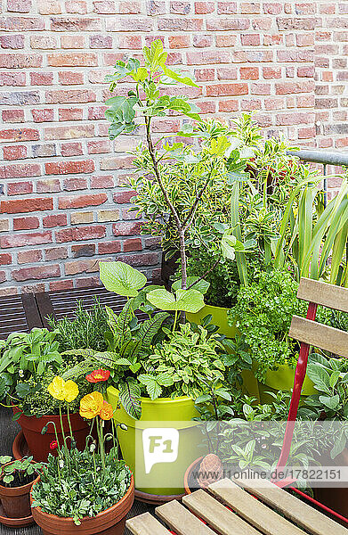 Flower and vegetable plants on balcony
