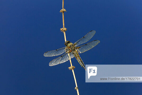 Dragonfly perching on plant stem against clear blue sky at dusk