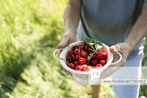 Hands of mature man holding colander fresh cherries