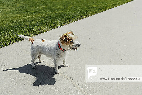 Cute Jack Russell Terrier standing on street