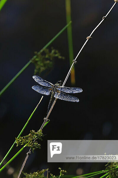 Dragonfly perching on plant stem at night