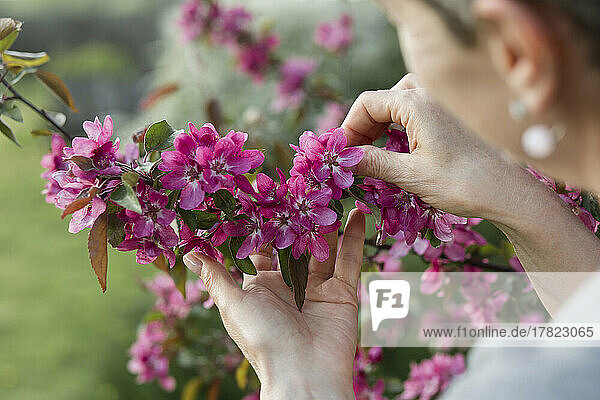 Hands of woman holding pink flower on apple tree