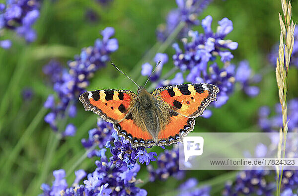 Orange colored butterfly perching on blooming lavender