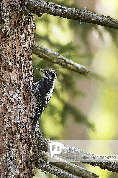 Eurasian three-toed woodpecker (Picoides tridactylus) perching on tree trunk