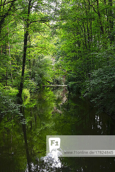 Germany  Saxony  Wesenitz river flowing through Liebethaler Grund valley in spring