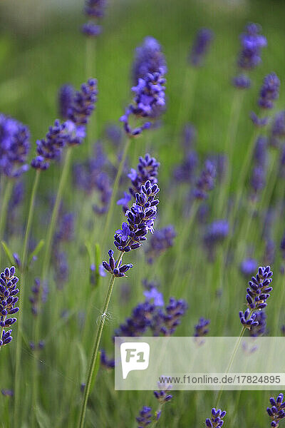 Lavender blooming in springtime meadow