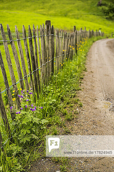 Wildflowers blooming along rustic fence