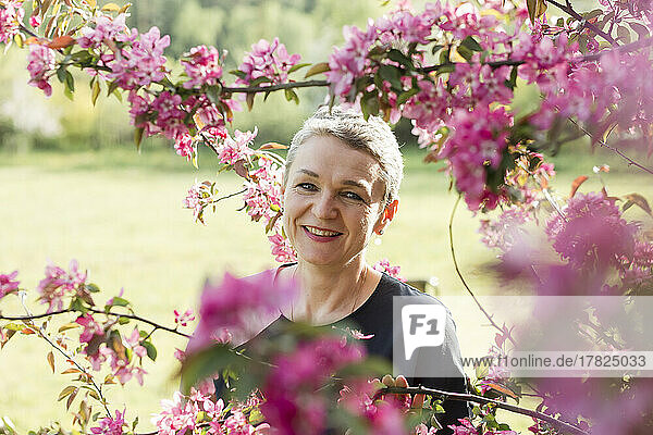 Lächelnde Frau steht inmitten rosa Blüten auf einem Apfelbaum