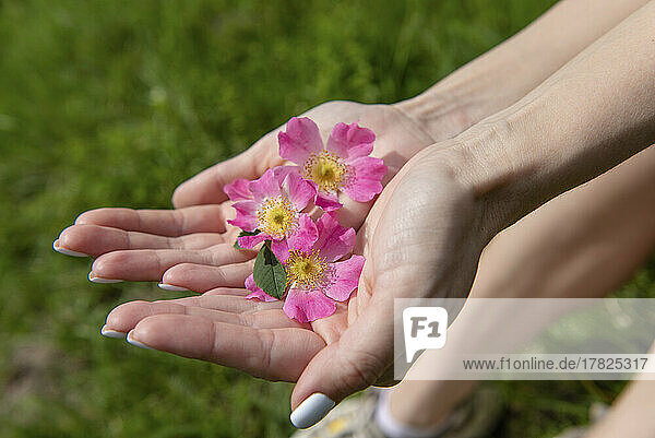 Hände einer Frau mit rosa Blume