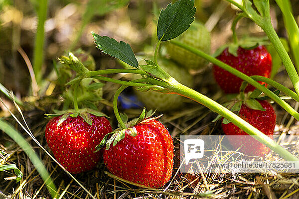 Organic strawberry in garden on sunny day