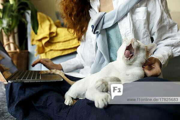 Cat yawning on businesswoman's lap at home office