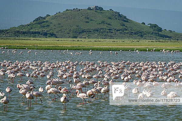 Flamingos in einem See  Amboseli-Nationalpark  Kenia  Ostafrika  Afrika