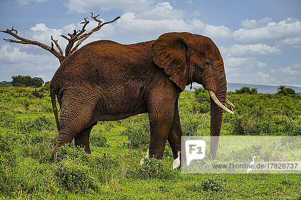 Afrikanischer Elefant (Loxodonta)  Amboseli-Nationalpark  Kenia  Ostafrika  Afrika