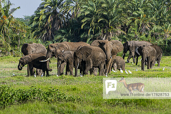 Afrikanische Elefanten (Loxodonta)  Amboseli-Nationalpark  Kenia  Ostafrika  Afrika