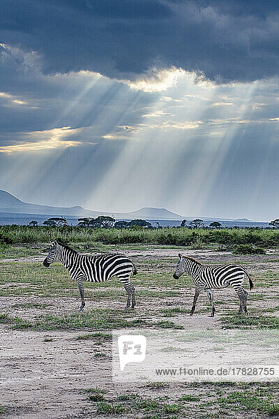 Zebras in the breaking light  Amboseli National Park  Kenya  East Africa  Africa