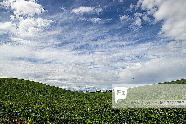 Wheat field in spring near Novara  Novara  Piedmont  Italy  Europe