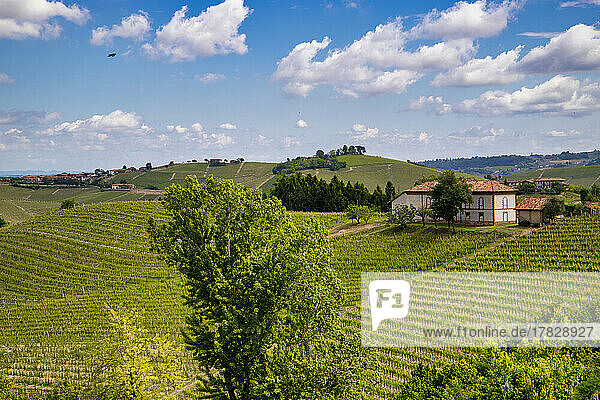 Weinberge zwischen Hügeln  Neive  Langhe  Piemont  Italien  Europa