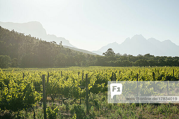 Wine vineyards near Franschhoek  Western Cape  South Africa  Africa