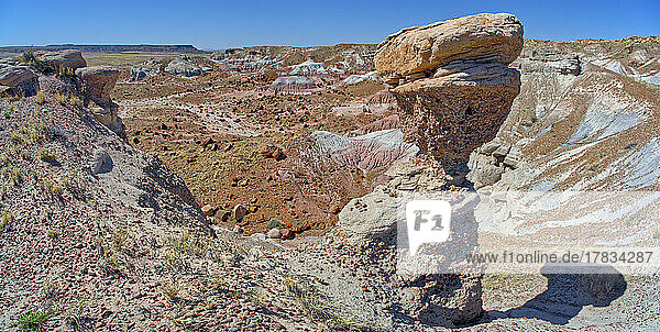 A hoodoo resembling a Dinosaur Head overlooking Jasper Forest in Petrified Forest National Park  Arizona  United States of America  North America