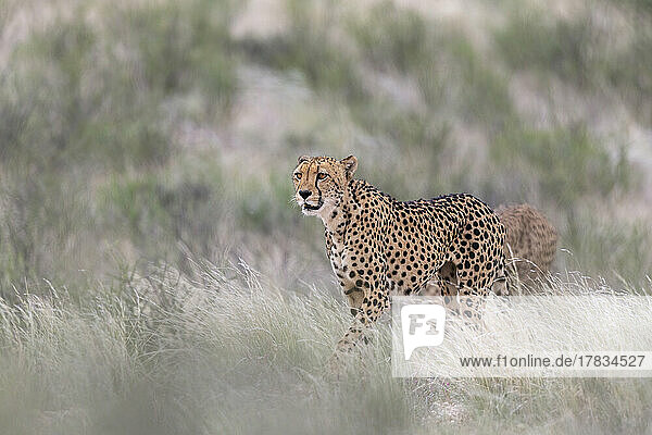Cheetah (Acinonyx jubatus) female  Kgalagadi Transfrontier Park  Northern Cape  South Africa  Africa