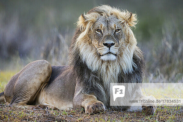 Löwe (Panthera leo)  Kgalagadi Transfrontier Park  Nordkap  Südafrika  Afrika