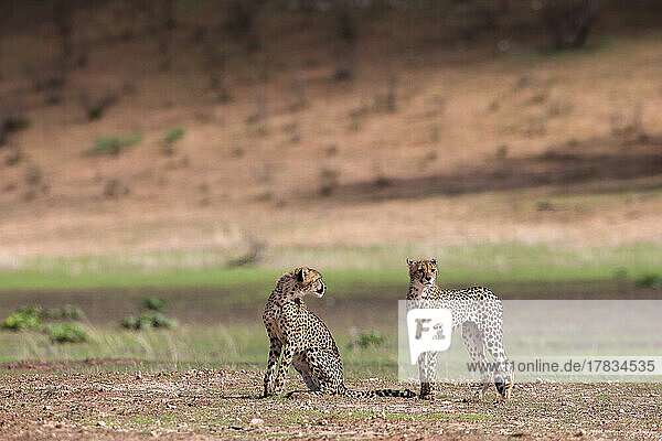 Young cheetah (Acinonyx jubatus)  Kgalagadi Transfrontier Park  Northern Cape  South Africa  Africa