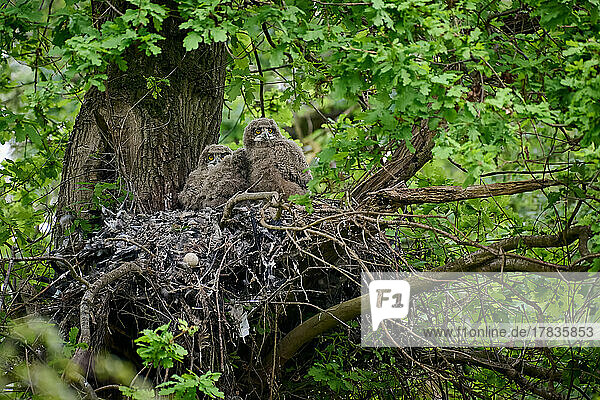 Uhu (Bubo bubo)  Kueken in einem Nest auf einem Baum   Heinsberg  Nordrhein-Westfalen  Deutschland |Eurasian eagle-owl (Bubo bubo)  Chicks in a nest on a tree  Heinsberg  North Rhine-Westphalia  Germany|
