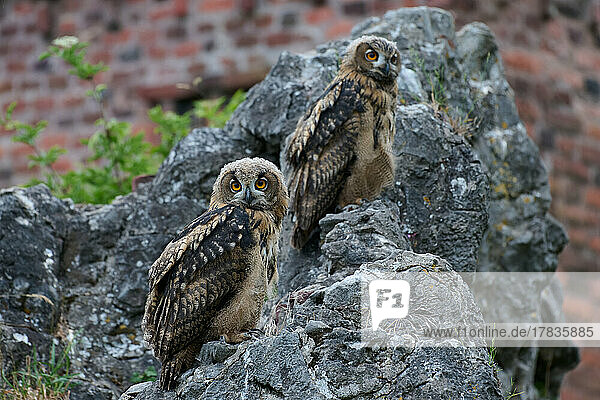 Uhu (Bubo bubo)  zwei Jungtiere auf einem Fels  Heinsberg  Nordrhein-Westfalen  Deutschland |Eurasian eagle-owl (Bubo bubo)  two youngster on a rock  Heinsberg  North Rhine-Westphalia  Germany|