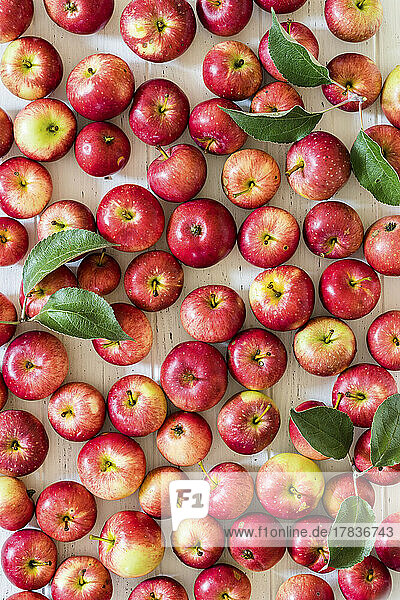 Rote Äpfel mit Blättern (bildfüllend)