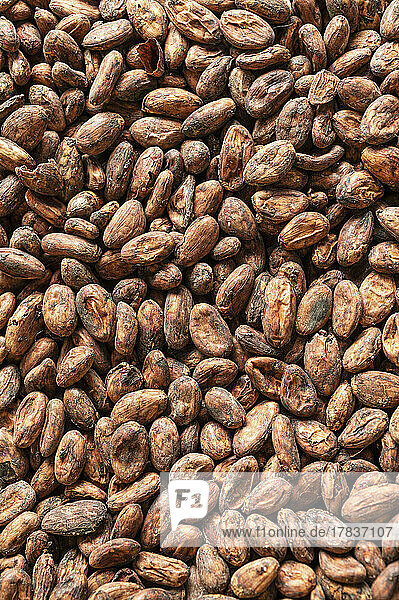 Kakaobohnen (bildfüllend)