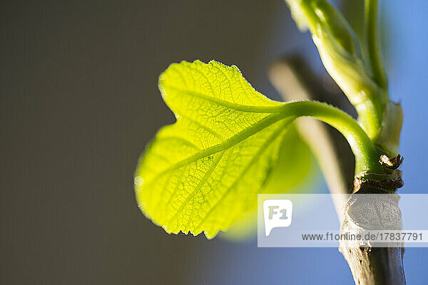 Fig leaf (young shoots)