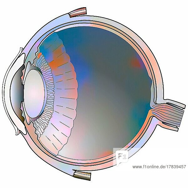 Horizontal section showing all the main structures of the eye: lens  retina.