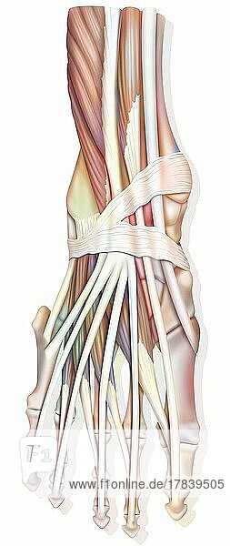 Ankle joint anatomy with muscles  tendons.