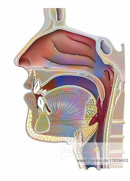 Anatomy of nasopharynx with nasal cavity  oral cavity.