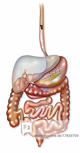 Digestive system with esophagus  stomach  duodenum  small intestine.