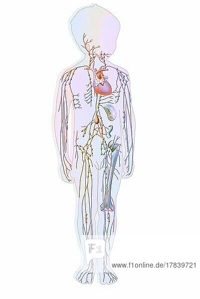 Lymphatic system in children with lymph vessels and nodes.