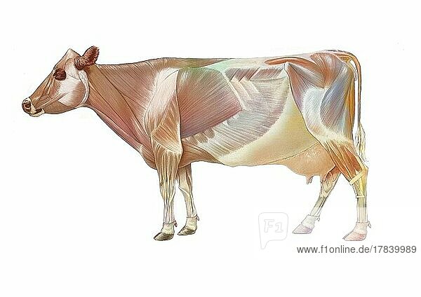 Cow anatomy with its muscular system.