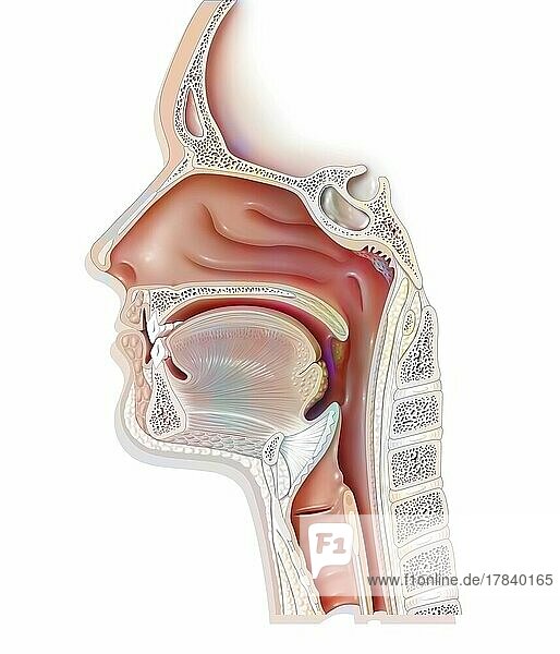 Upper airways showing the larynx  epiglottis.